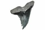 Snaggletooth Shark (Hemipristis) Tooth - South Carolina #270024-1